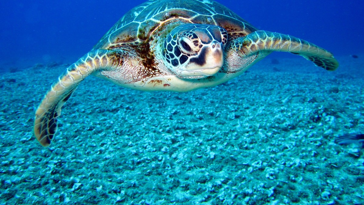 Points To Learn About Sea Turtles - Sea Conservancy
